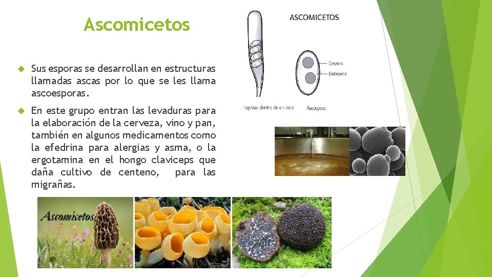 Ascomicetos Sus esporas se desarrollan en estructuras llamadas ascas por lo que se les