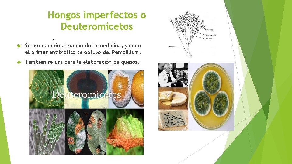 Hongos imperfectos o Deuteromicetos. Su uso cambio el rumbo de la medicina, ya que