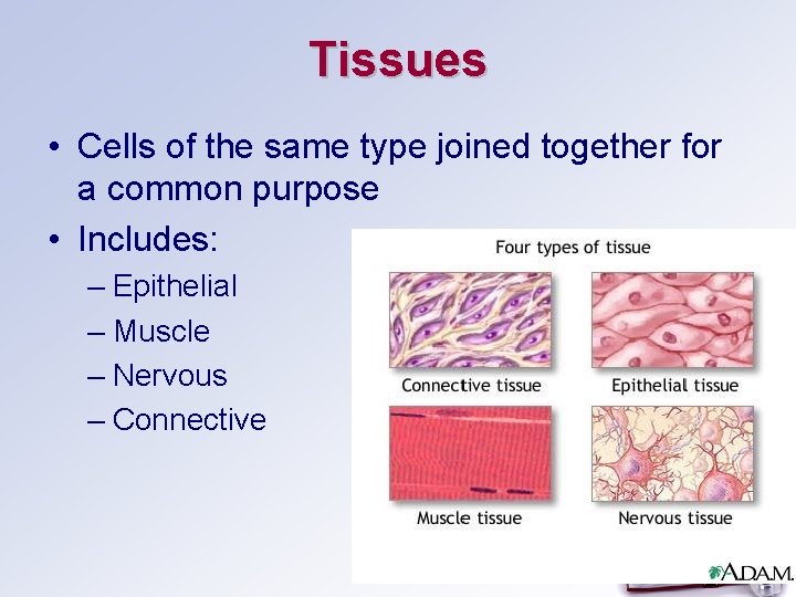 Tissues • Cells of the same type joined together for a common purpose •