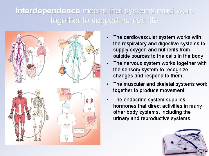 Interdependence means that systems must work together to support human life • The cardiovascular