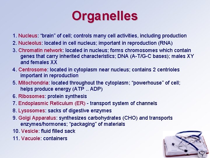 Organelles 1. Nucleus: “brain” of cell; controls many cell activities, including production 2. Nucleolus: