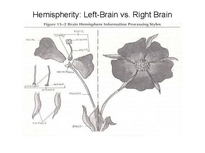 Hemispherity: Left-Brain vs. Right Brain 
