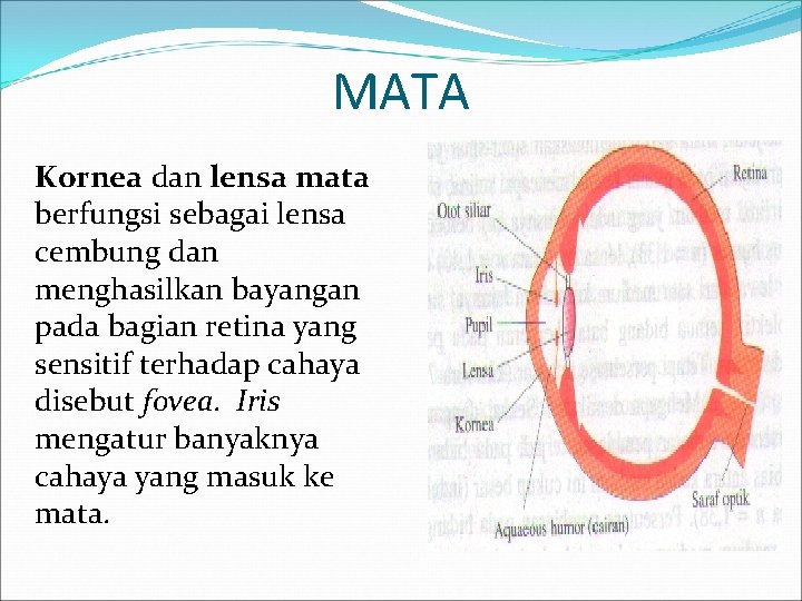 MATA Kornea dan lensa mata berfungsi sebagai lensa cembung dan menghasilkan bayangan pada bagian