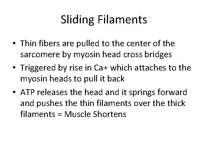 Sliding Filaments • Thin fibers are pulled to the center of the sarcomere by Sliding Filaments • Thin fibers are pulled to the center of the sarcomere by