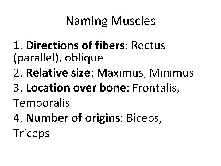 Naming Muscles 1. Directions of fibers: Rectus (parallel), oblique 2. Relative size: Maximus, Minimus Naming Muscles 1. Directions of fibers: Rectus (parallel), oblique 2. Relative size: Maximus, Minimus