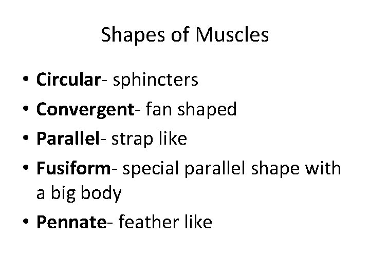 Shapes of Muscles Circular- sphincters Convergent- fan shaped Parallel- strap like Fusiform- special parallel Shapes of Muscles Circular- sphincters Convergent- fan shaped Parallel- strap like Fusiform- special parallel