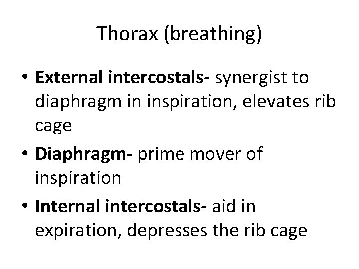 Thorax (breathing) • External intercostals- synergist to diaphragm in inspiration, elevates rib cage • Thorax (breathing) • External intercostals- synergist to diaphragm in inspiration, elevates rib cage •