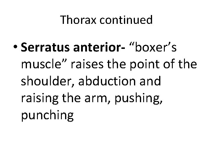 Thorax continued • Serratus anterior- “boxer’s muscle” raises the point of the shoulder, abduction Thorax continued • Serratus anterior- “boxer’s muscle” raises the point of the shoulder, abduction