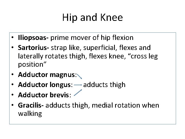 Hip and Knee • Iliopsoas- prime mover of hip flexion • Sartorius- strap like, Hip and Knee • Iliopsoas- prime mover of hip flexion • Sartorius- strap like,