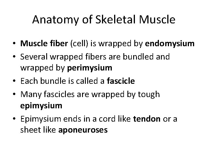Anatomy of Skeletal Muscle • Muscle fiber (cell) is wrapped by endomysium • Several Anatomy of Skeletal Muscle • Muscle fiber (cell) is wrapped by endomysium • Several