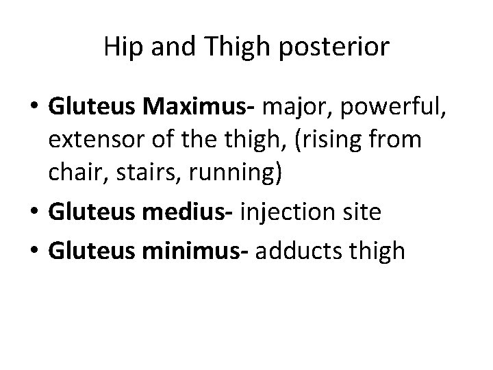 Hip and Thigh posterior • Gluteus Maximus- major, powerful, extensor of the thigh, (rising Hip and Thigh posterior • Gluteus Maximus- major, powerful, extensor of the thigh, (rising