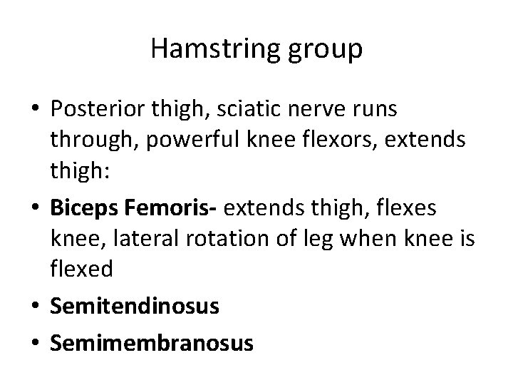 Hamstring group • Posterior thigh, sciatic nerve runs through, powerful knee flexors, extends thigh: Hamstring group • Posterior thigh, sciatic nerve runs through, powerful knee flexors, extends thigh: