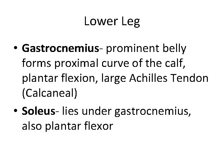 Lower Leg • Gastrocnemius- prominent belly forms proximal curve of the calf, plantar flexion, Lower Leg • Gastrocnemius- prominent belly forms proximal curve of the calf, plantar flexion,