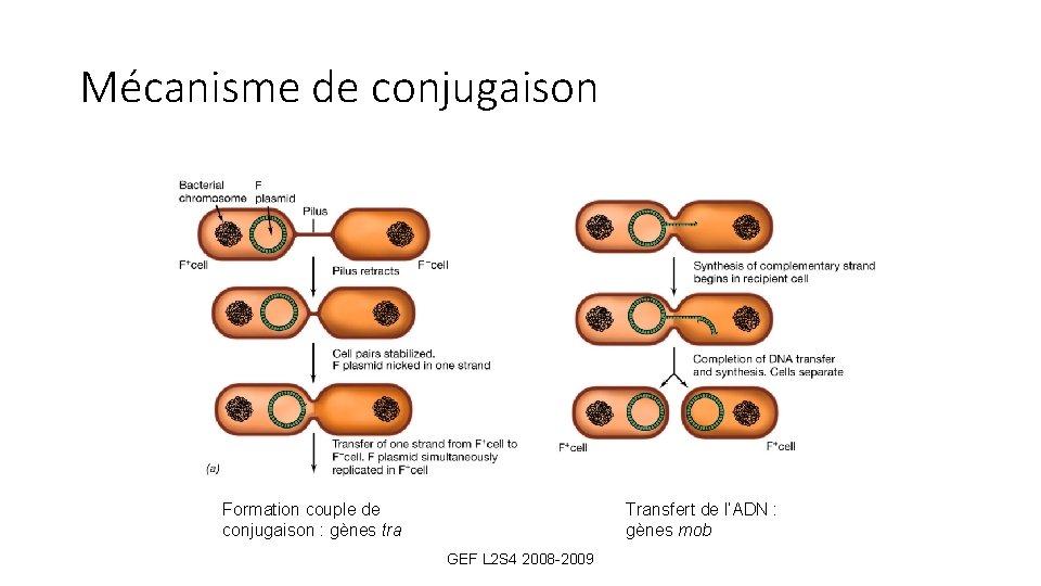 Mécanisme de conjugaison Formation couple de conjugaison : gènes tra Transfert de l’ADN :