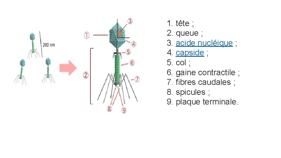 1. tête ; 2. queue ; 3. acide nucléique ; 4. capside ; 5.