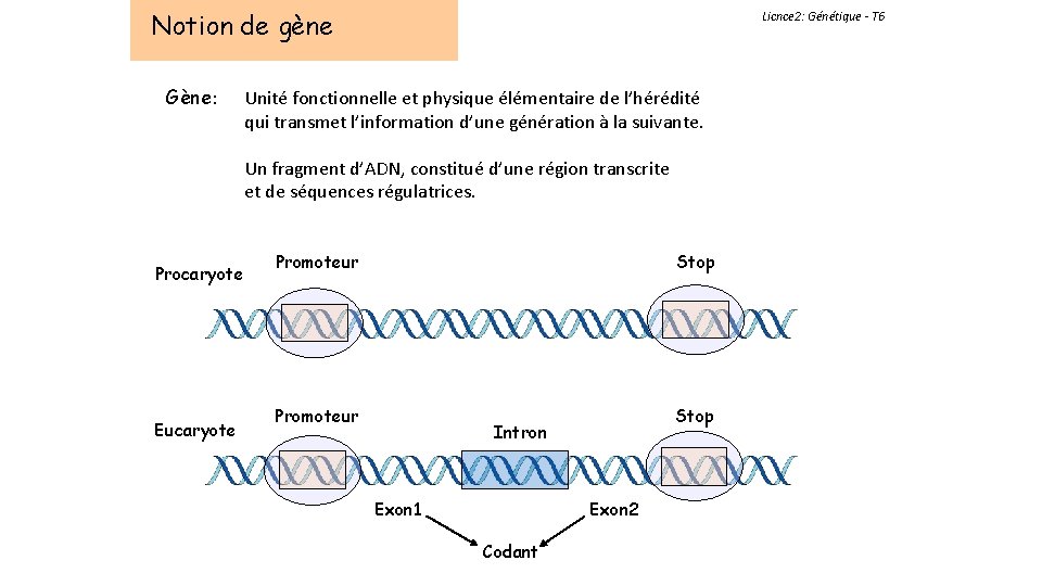 Notion de gène Gène: Licnce 2: Génétique - T 6 Unité fonctionnelle et physique