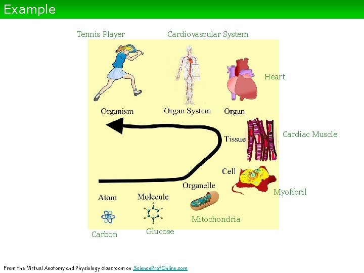 Example Tennis Player Cardiovascular System Heart Cardiac Muscle Myofibril Mitochondria Carbon Glucose From the