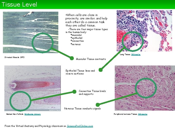 Tissue Level • When cells are close in proximity, are similar, and help each