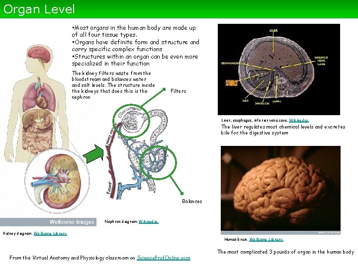 Organ Level • Most organs in the human body are made up of all