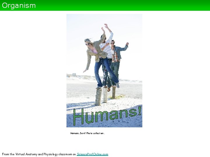 Organism Humans. Serif Photo collection. From the Virtual Anatomy and Physiology classroom on Science.