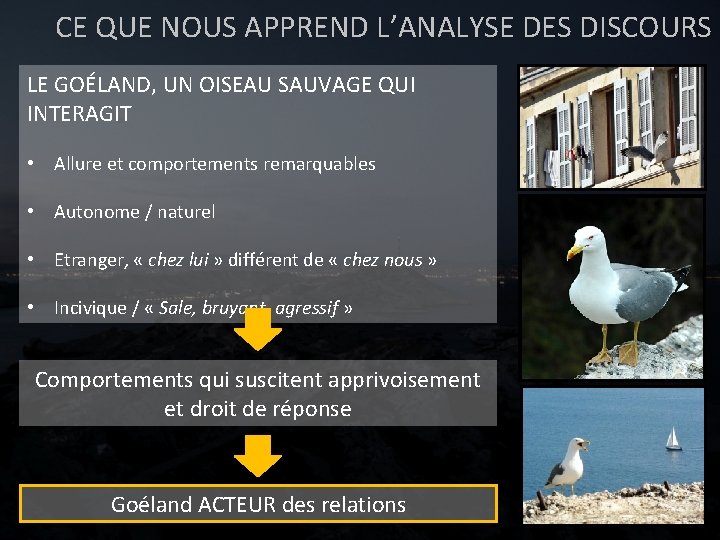 CE QUE NOUS APPREND L’ANALYSE DES DISCOURS LE GOÉLAND, UN OISEAU SAUVAGE QUI INTERAGIT