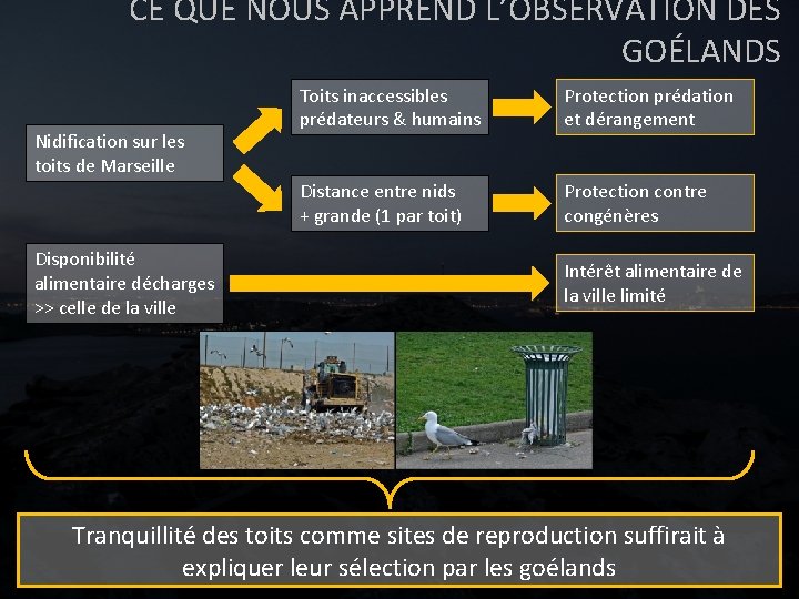 CE QUE NOUS APPREND L’OBSERVATION DES GOÉLANDS Nidification sur les toits de Marseille Disponibilité