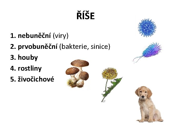 ŘÍŠE 1. nebuněční (viry) 2. prvobuněční (bakterie, sinice) 3. houby 4. rostliny 5. živočichové