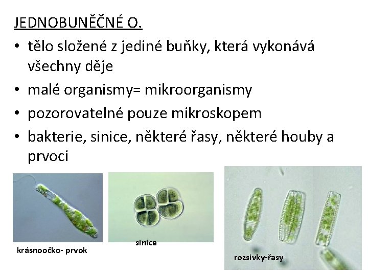 JEDNOBUNĚČNÉ O. • tělo složené z jediné buňky, která vykonává všechny děje • malé