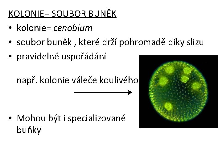 KOLONIE= SOUBOR BUNĚK • kolonie= cenobium • soubor buněk , které drží pohromadě díky