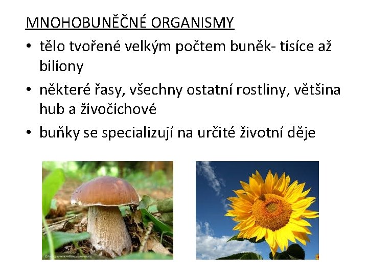 MNOHOBUNĚČNÉ ORGANISMY • tělo tvořené velkým počtem buněk- tisíce až biliony • některé řasy,