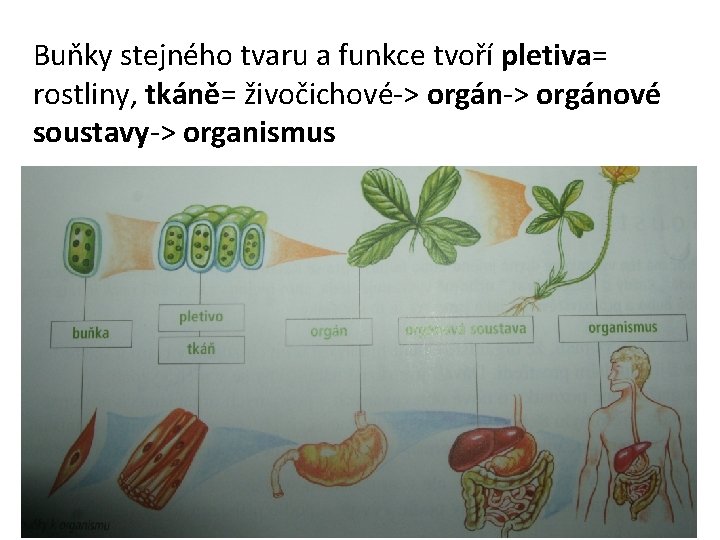 Buňky stejného tvaru a funkce tvoří pletiva= rostliny, tkáně= živočichové-> orgánové soustavy-> organismus 