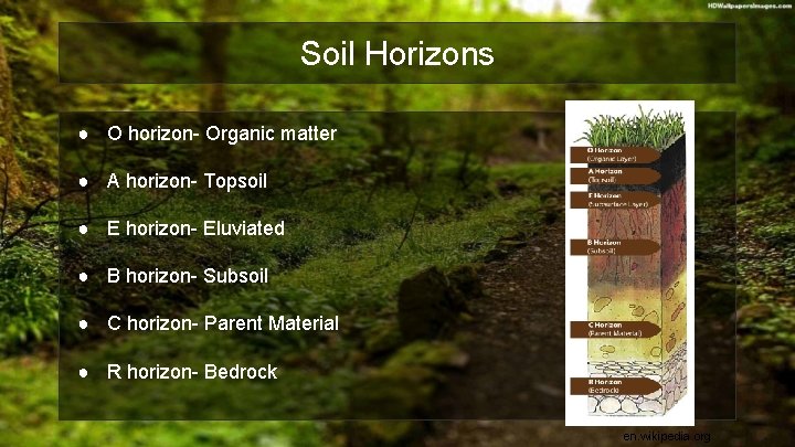 Soil Horizons ● O horizon- Organic matter ● A horizon- Topsoil ● E horizon-