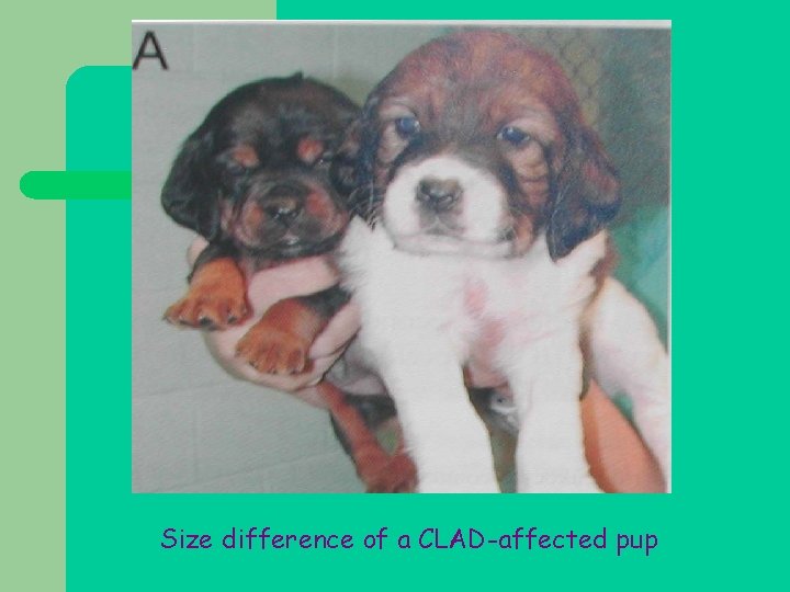 Size difference of a CLAD-affected pup 