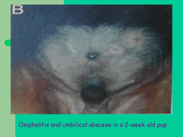 Omphalitis and umbilical abscess in a 2 -week old pup 