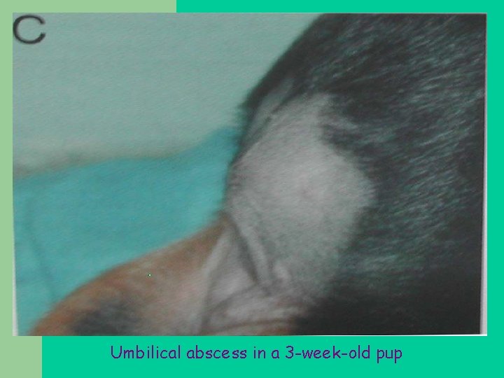 Umbilical abscess in a 3 -week-old pup 