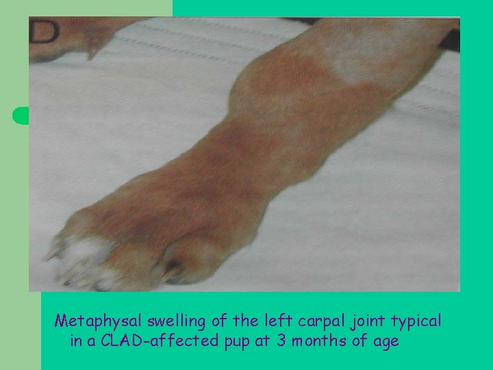 Metaphysal swelling of the left carpal joint typical in a CLAD-affected pup at 3