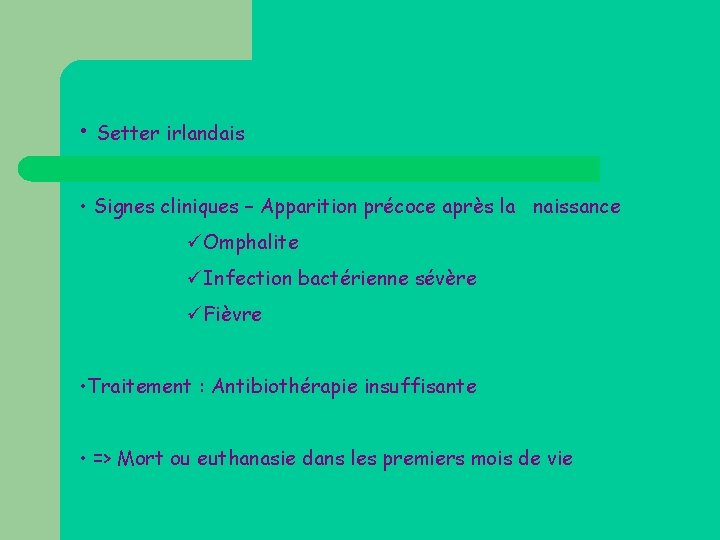  • Setter irlandais • Signes cliniques – Apparition précoce après la naissance üOmphalite