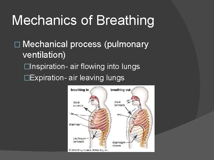 the process of breathing is known as pulmonary ventilation. true or false