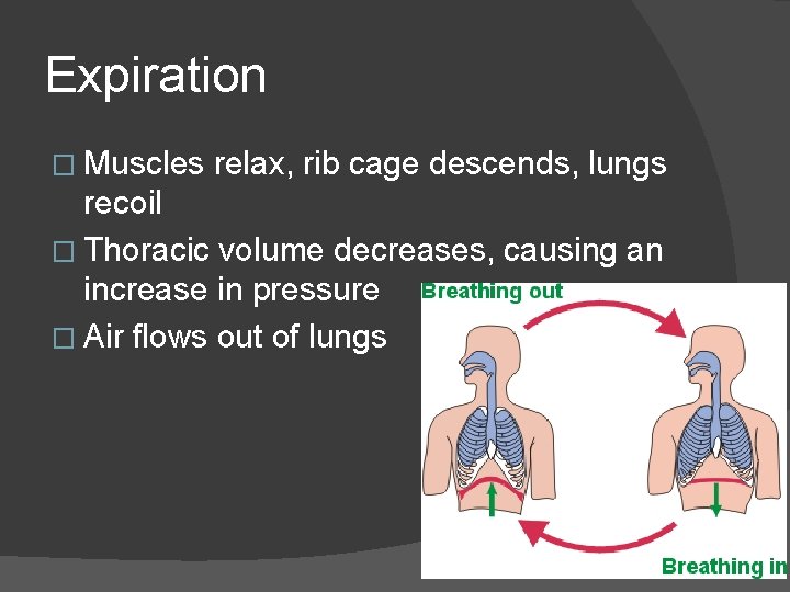 Expiration � Muscles relax, rib cage descends, lungs recoil � Thoracic volume decreases, causing