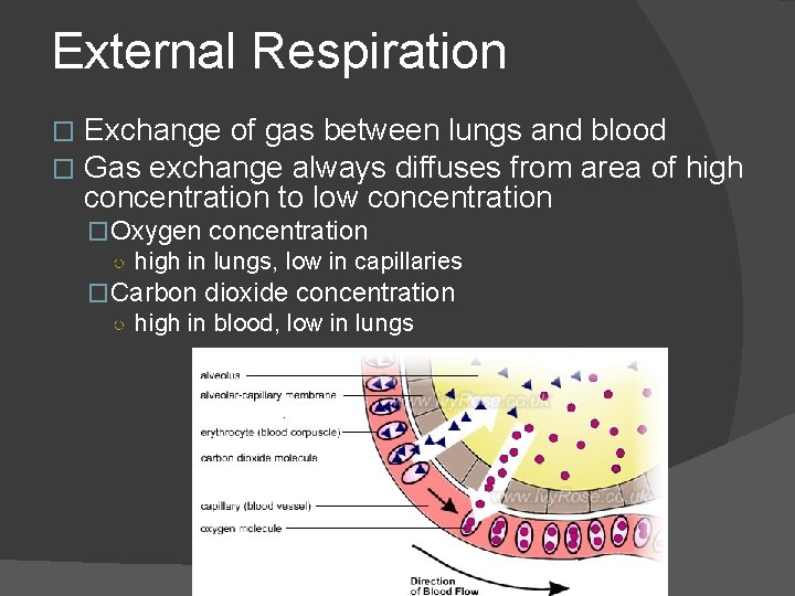 External Respiration � � Exchange of gas between lungs and blood Gas exchange always