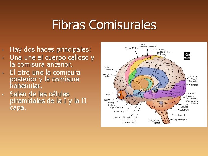 Fibras Comisurales • • Hay dos haces principales: Una une el cuerpo calloso y