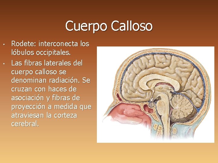 Cuerpo Calloso • • Rodete: interconecta los lóbulos occipitales. Las fibras laterales del cuerpo