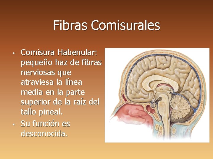 Fibras Comisurales • • Comisura Habenular: pequeño haz de fibras nerviosas que atraviesa la