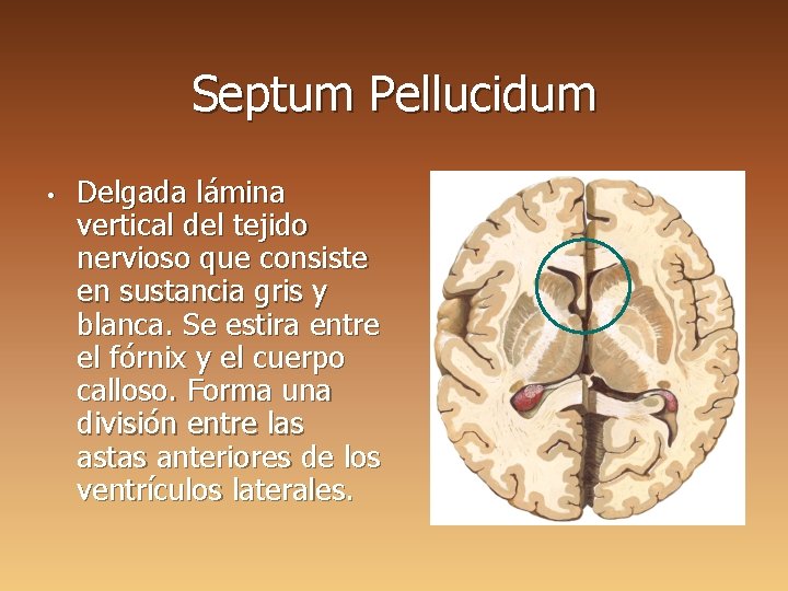 Septum Pellucidum • Delgada lámina vertical del tejido nervioso que consiste en sustancia gris