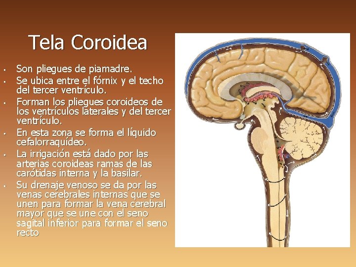 Tela Coroidea • • • Son pliegues de piamadre. Se ubica entre el fórnix