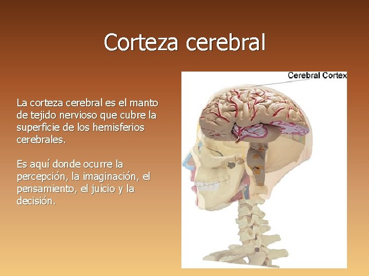 Corteza cerebral La corteza cerebral es el manto de tejido nervioso que cubre la