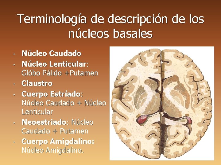 Terminología de descripción de los núcleos basales • • • Núcleo Caudado Núcleo Lenticular: