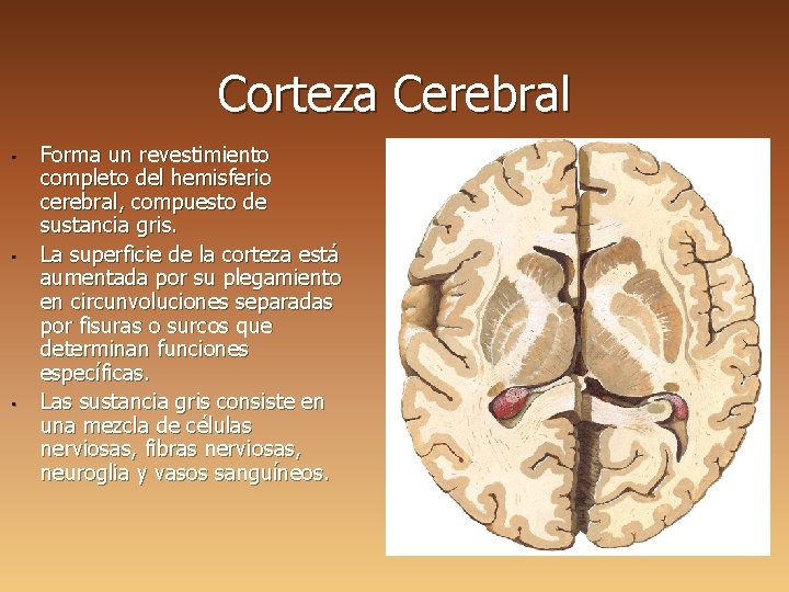 Corteza Cerebral • • • Forma un revestimiento completo del hemisferio cerebral, compuesto de