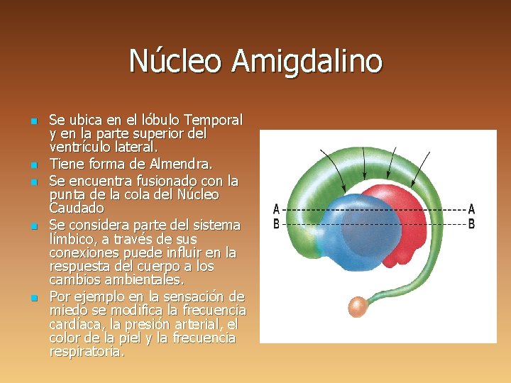 Núcleo Amigdalino n n n Se ubica en el lóbulo Temporal y en la