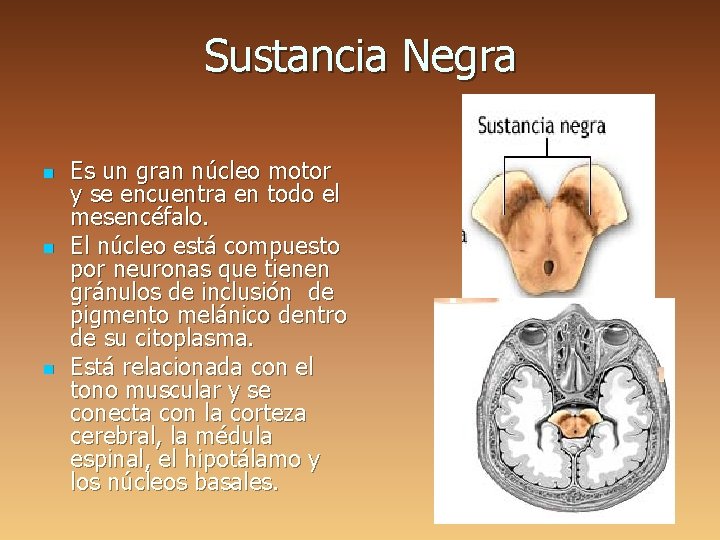 Sustancia Negra n n n Es un gran núcleo motor y se encuentra en